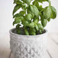 Organic Basil Seeds