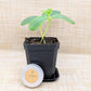 Organic Cucumber Seeds