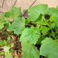 Organic Cucumber Seeds