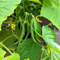 Organic Green Bean Seeds
