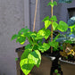 Organic Green Bean Seeds