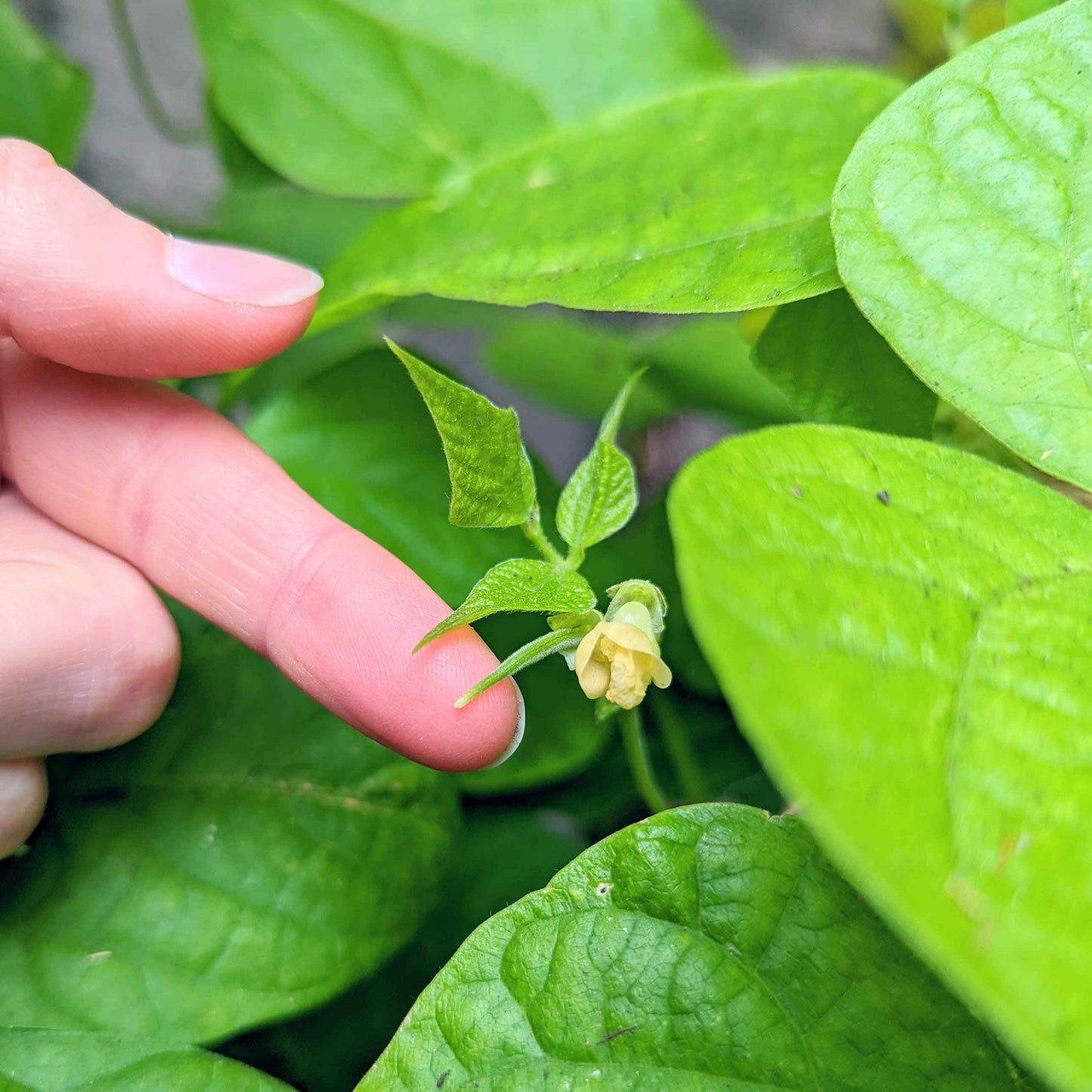 Organic Green Bean Seeds