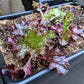 Organic Lettuce Lollo Rosso Seeds