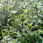 Organic Oregano Seeds