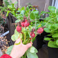 Organic Radish Seeds