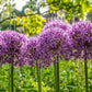 20 STAR OF PERSIA ALLIUM Christophii Silvery Amethyst Purple Flower Seeds