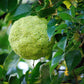 Osage Orange Tree - 20 Heirloom Seeds - Non GMO Seeds