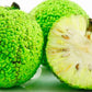 Osage Orange Tree - 20 Heirloom Seeds - Non GMO Seeds