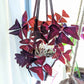 Oxalis 'Shamrock Plant' Bulbs