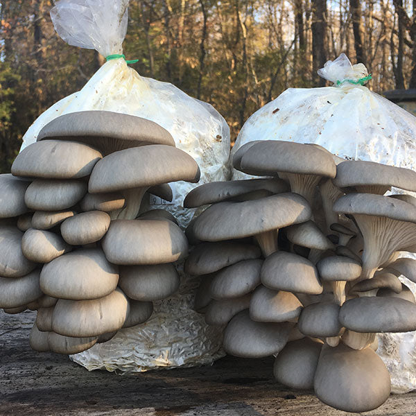 Cold Blue Oyster MycoGarden Fruiting Kit  - (Pleurotus ostreatus)