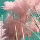 200 Ornamental PINK PAMPAS GRASS Cortaderia Selloana Rosea Seeds