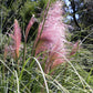 200 Ornamental PINK PAMPAS GRASS Cortaderia Selloana Rosea Seeds