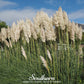 White Pampas Grass – 100 Seeds