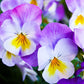50 Light JOHNNY JUMP UP Viola Tricolor Violet Flower Seeds
