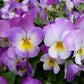 50 Light JOHNNY JUMP UP Viola Tricolor Violet Flower Seeds