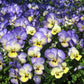 50 Light JOHNNY JUMP UP Viola Tricolor Violet Flower Seeds