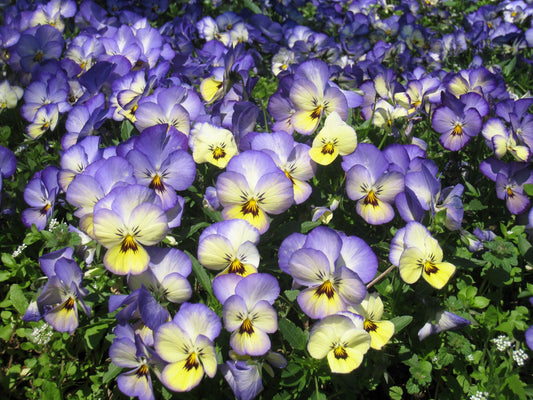 50 Light JOHNNY JUMP UP Viola Tricolor Violet Flower Seeds
