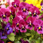 50 RASPBERRY BLOTCH PANSY Swiss Giant Viola Wittrockiana Pink Flower Seeds