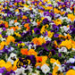 250 Mixed Colors SWISS GIANT PANSY Viola Wittrockiana Flower Seeds