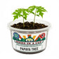 Papaya Grow Kit | Grow Your Own Papaya from Seed | Seeds In A Cup®