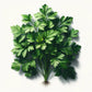 Parsley (Giant of Italy) Seeds (4x)