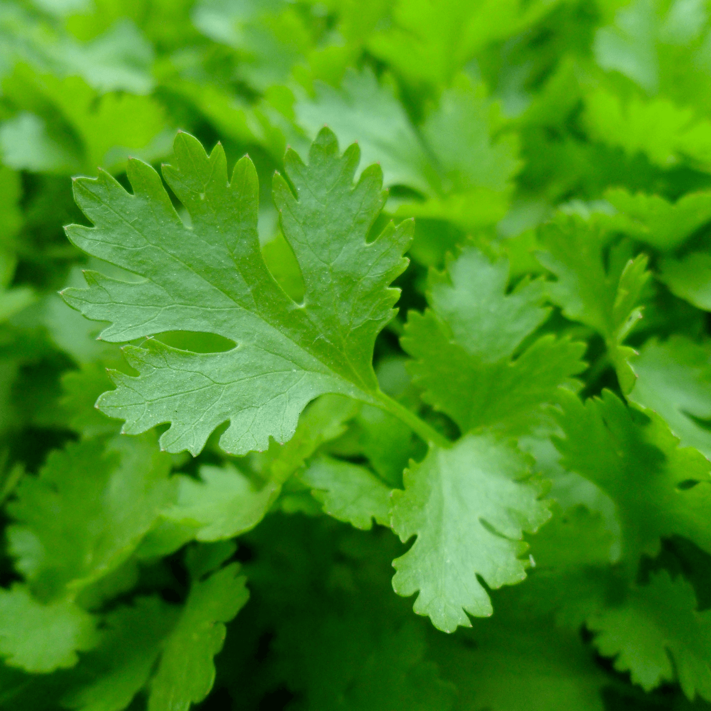Forest Green Parsley Seeds