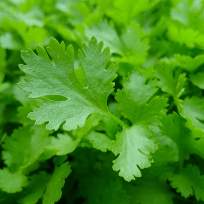 Forest Green Parsley Seeds