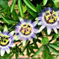 Passion Flower Passiflora Passion Vine Maypop Granadilla Treasure Flower - 10 Seeds