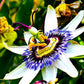 Passion Flower Passiflora Passion Vine Maypop Granadilla Treasure Flower - 10 Seeds