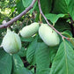 Paw Paw Tree - 6 Seeds - Edible Fruit,  Easy to Grow, Exotic