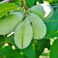 Paw Paw Tree - 6 Seeds - Edible Fruit,  Easy to Grow, Exotic