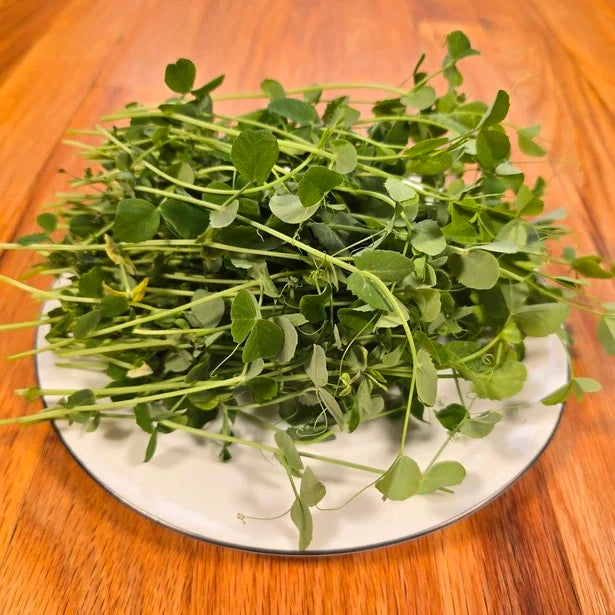 Pea Shoots Field Microgreens Seeds