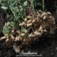 Virginia Jumbo Peanuts – 10 Seeds