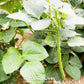 California Blackeye Peas – 20 Seeds