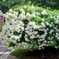 Pee Gee Hydrangea Seeds - Beautiful Attractive Showy and Hardy Perennial Flowers