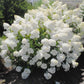 Pee Gee Hydrangea Seeds - Beautiful Attractive Showy and Hardy Perennial Flowers