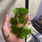 Brazilian Pennywort/Hydrocotyle Leucocephala (5+ shoots ~2-3 leaves each)