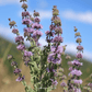 Pennyroyal – 100 Seeds