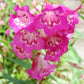 100 SENSATION MIX PENSTEMON Hartwegii Beardtongue Mixed Colors Two Tone Red, Pink, White, Purple, White Flower Seeds