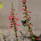 Firecracker Penstemon – 100 Seeds