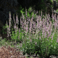 Palmer Penstemon – 100 Seeds
