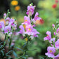 250 NATIVE MIX Beardtongue PENSTEMON Grandiflorus, Strictus, Cobaea, Palmeri, Digitalis, Pallidus - Pink White Blue Purple Flower Seeds