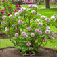 Moutan Peony Tree – 10 Seeds