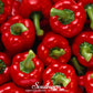 Big Red Sweet Bell Pepper – 30 Seeds