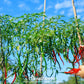 Cayenne Long Slim Pepper – 30 Seeds