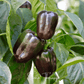 Chocolate Beauty Bell Pepper – 30 Seeds