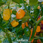 Orange Habanero Pepper – 30 Seeds