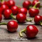Red Hot Cherry Pepper – 25 Seeds
