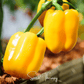 Sunbright Bell Pepper – 30 Seeds
