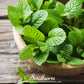 Peppermint – 100 Seeds